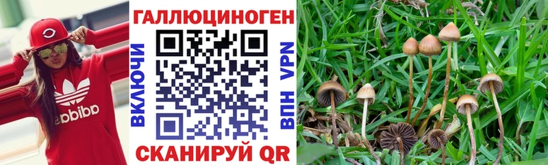 Псилоцибиновые грибы Magic Shrooms  Купить  Борзя 